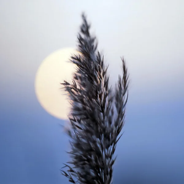 stock image Blade of grass at sunset