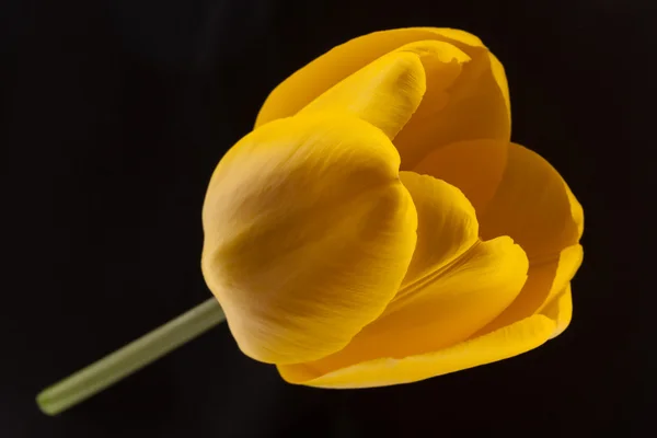Tulipa-Yello — Fotografia de Stock