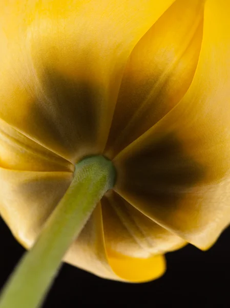 Tulipa-Yello — Fotografia de Stock