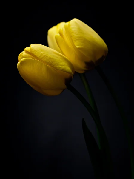 Tulips -Yello — Stock Photo, Image