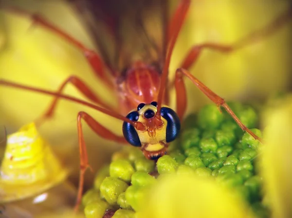 Almofada (família Ichneumonidae ) — Fotografia de Stock