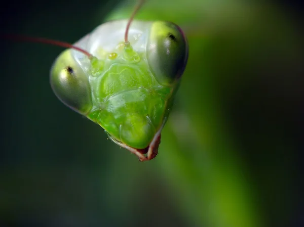 Mantis Religiosa — Fotografia de Stock