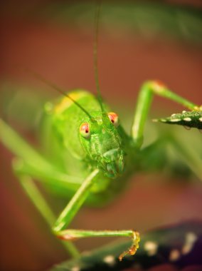 Locusta migratoria clipart