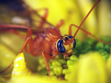 Ophion (aile Ichneumonidae)