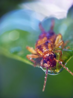 Kulağakaçan (Forficula auricularia)