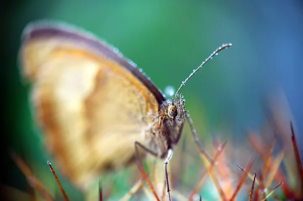 Butterfly (Maniola Jurtina) — Stock Photo, Image