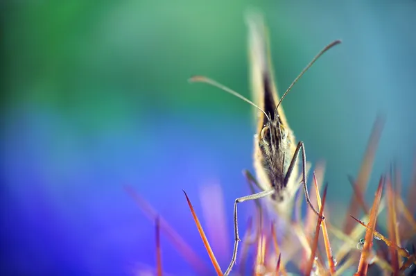 stock image Butterfly (Maniola Jurtina)