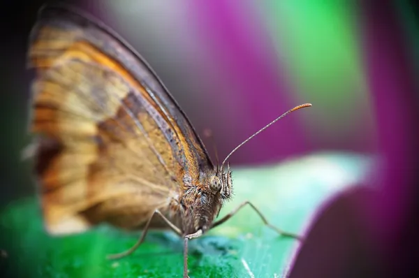 Butterfly (Maniola Jurtina) — Stock Photo, Image