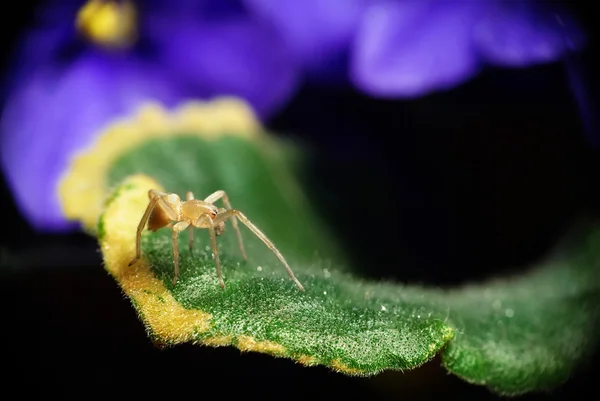 Pequena Aranha — Fotografia de Stock