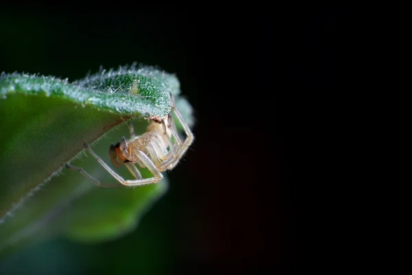 Μικρή αράχνη — Φωτογραφία Αρχείου