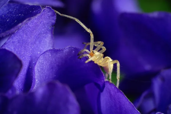 Malý pavouk a fialová — Stock fotografie