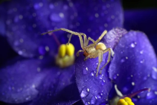 Kleine Spinne und Veilchen — Stockfoto