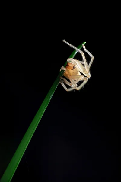 透明な小さなクモ — ストック写真