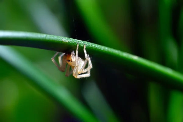 小さなクモ — ストック写真