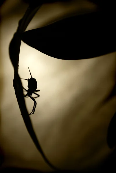 Большой паук и большая луна — стоковое фото