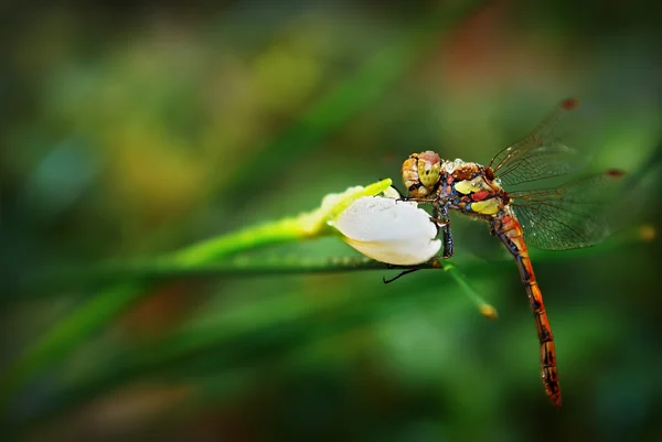Dragonfly odonata op narcissus — Stockfoto