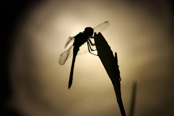 Dragonfly and big moon — Stock Photo, Image