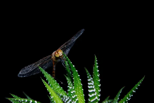 Libélula Odonata em Haworthia — Fotografia de Stock