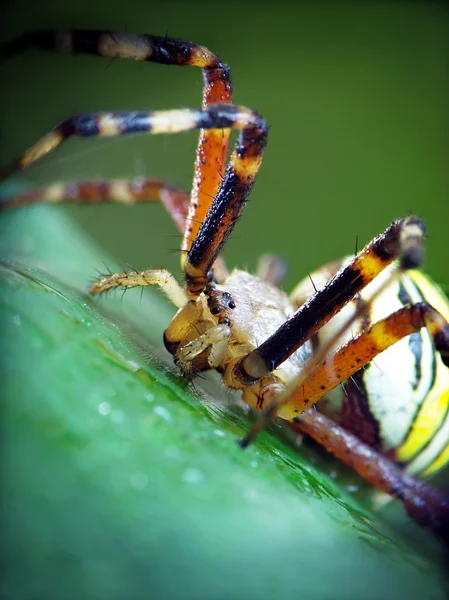 Желтый паук (Argiope bruennichi ) — стоковое фото