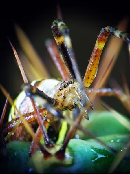 Желтый паук (Argiope bruennichi ) — стоковое фото