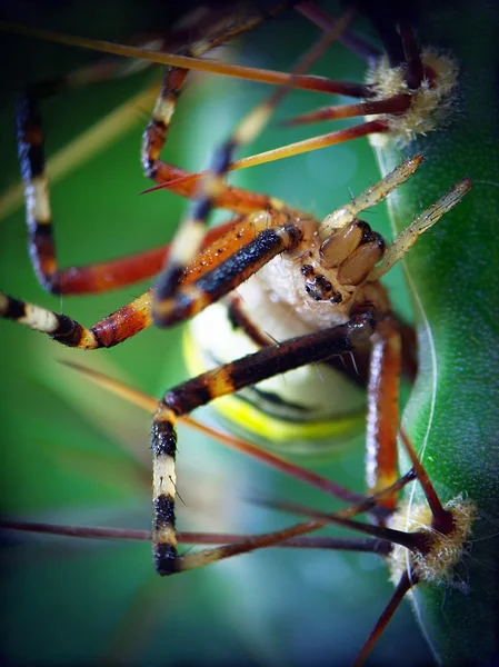 黄色のクモ (コガネグモ) — ストック写真