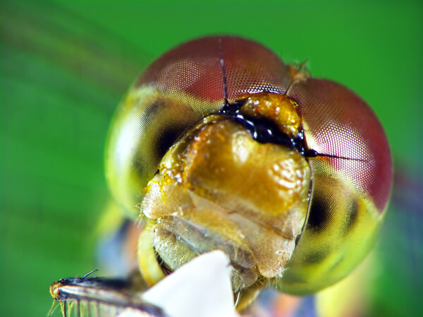 Portrait of dragonfly (Odonata)