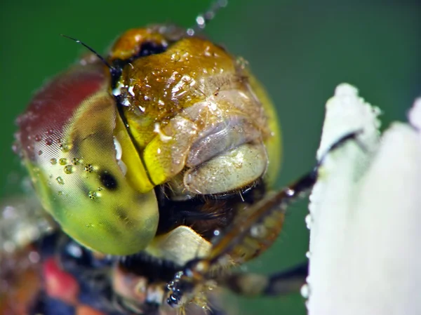 Retrato de libélula (Odonata ) — Fotografia de Stock