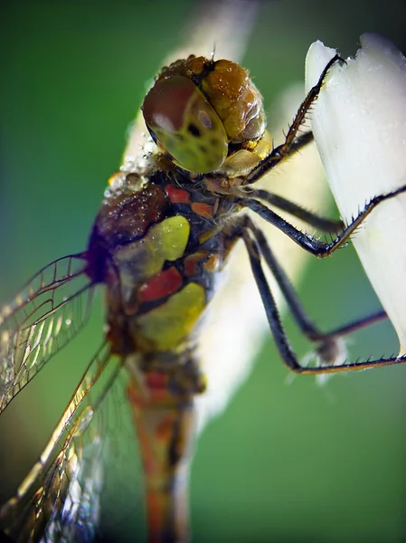 Libélula (Odonata ) — Fotografia de Stock