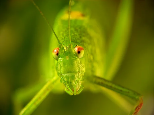 Locusta migratoria — Stock Photo, Image