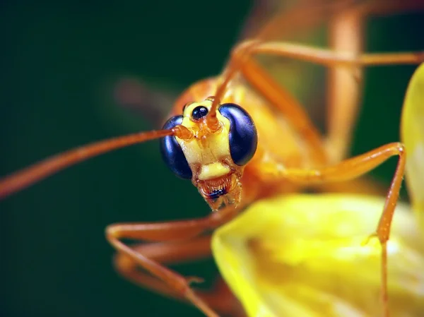 Almofada (família Ichneumonidae ) — Fotografia de Stock