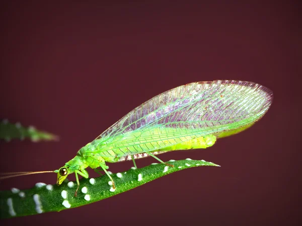 작은 녹색 작은 곤충 — 스톡 사진