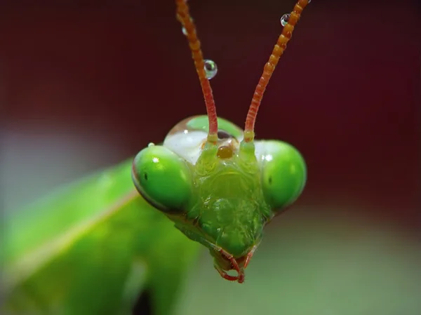 Mantis (Mantis religiosa) ) — Foto de Stock