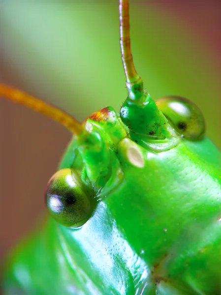 Locusta migratoria — стокове фото