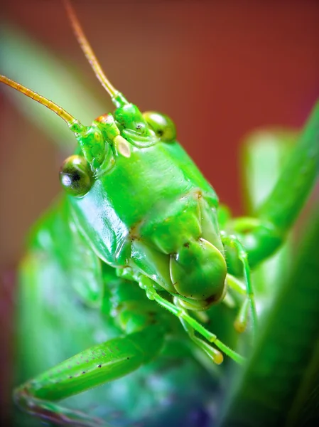 Locusta migratoria — стокове фото