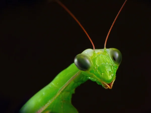 Mantis Religiosa — Stock Photo, Image