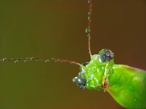 与露水螳螂菩提树湿 — 图库照片