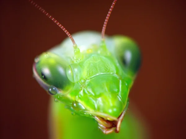 Mantis (Mantis religiosa) — Stock Photo, Image