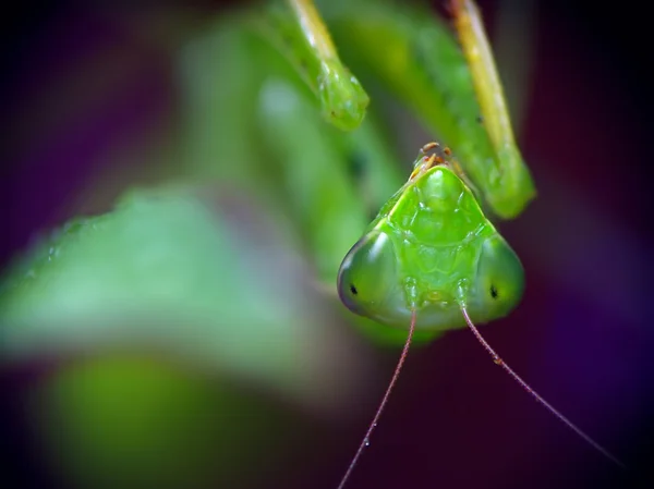 Gottesanbeterin (mantis religiosa)) — Stockfoto