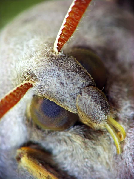 Marumba quercus (Sphingidae) — Foto de Stock