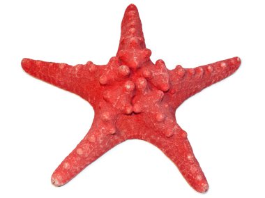 Red seastar clipart