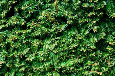 Taxus baccata, yew clipart