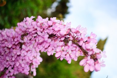 Cercis siliquastrum clipart