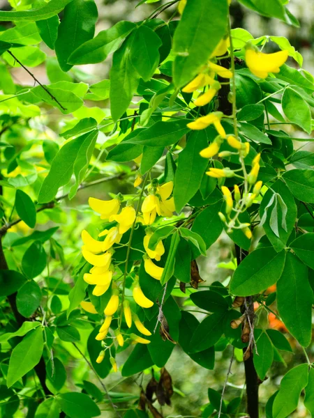 Yellow acacia blossom — Stock Photo, Image