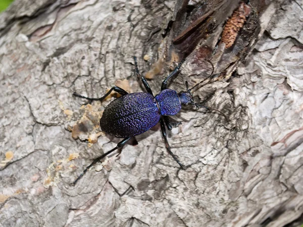 Carabus du scarabée — Photo