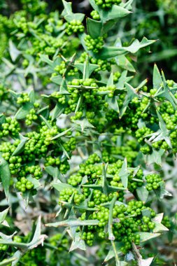 Colletia cruciata