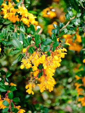 Berberis vulgaris clipart