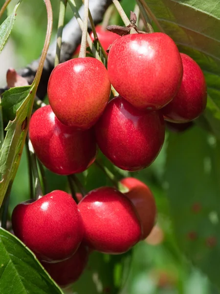 Sweet cherry on tree — Stock Photo, Image