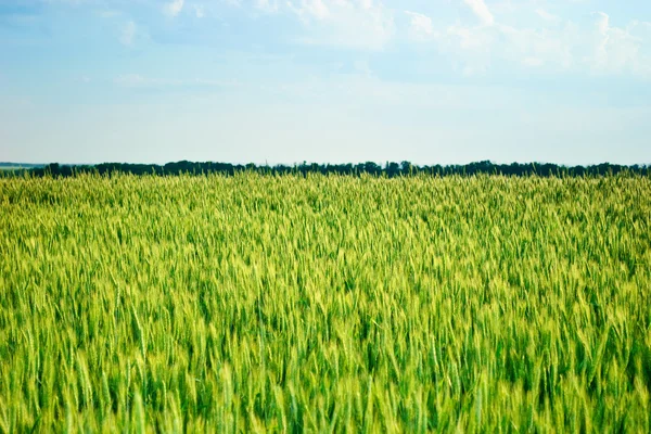 Поля пшениці Стокове Зображення