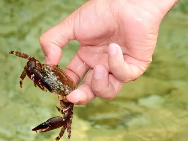 Man's hand holding crab — Stock Photo, Image