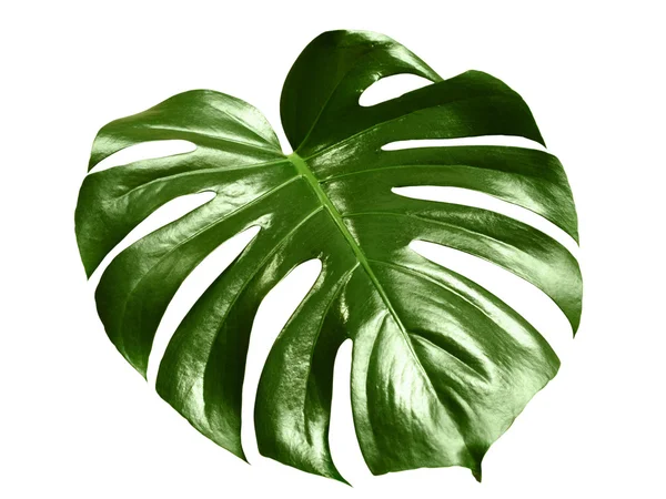 Glossy monstera leaf — Stock Photo, Image